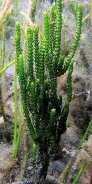 Cactus caulerpa