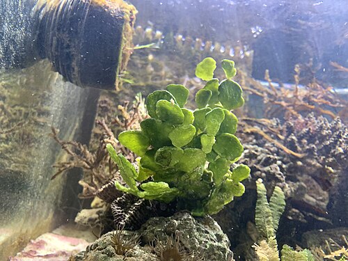 Money plant