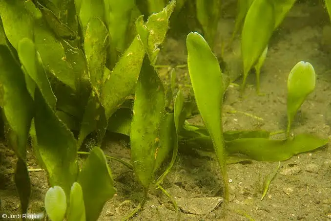 Prolifera