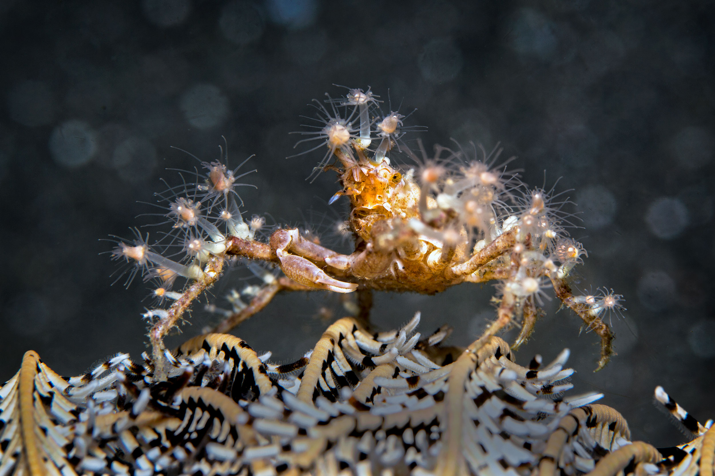 Decorator Crab