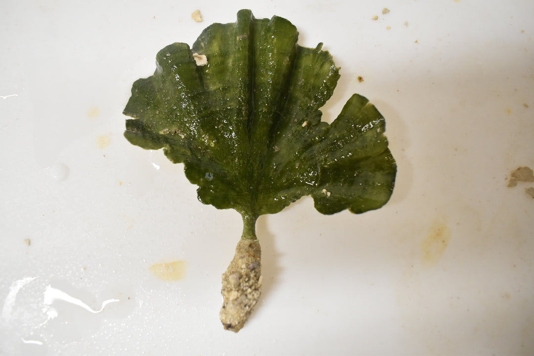 Mermaid plant