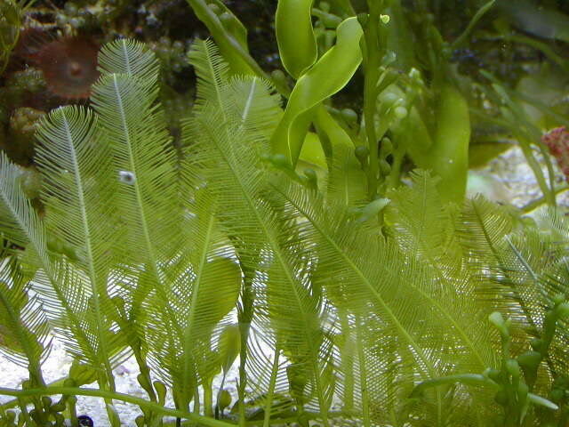 Fern