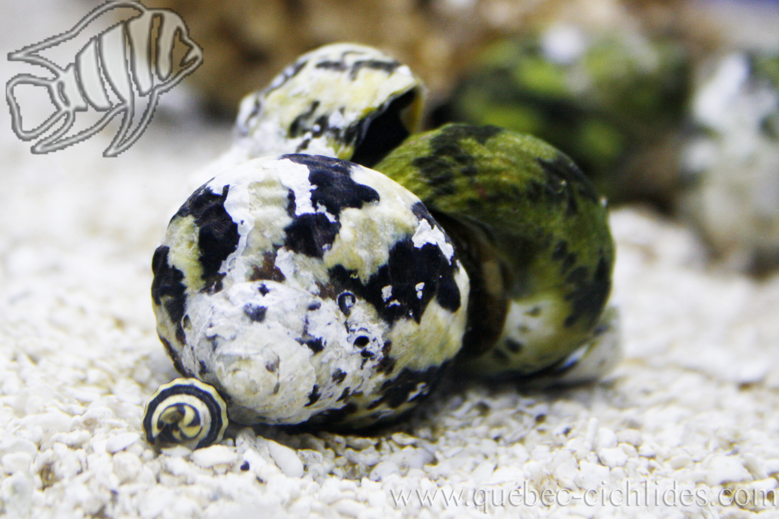 Zebra snail