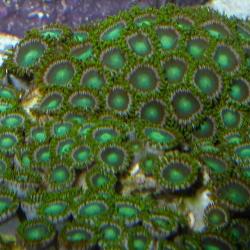 Green Sea Mat