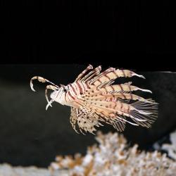 Lion Fish Small
