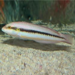 Slippery Dick Wrasse